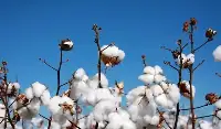 投資10億去新疆種棉花，如今面對美國制裁，她直言美國人愛買不買