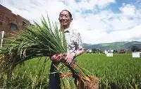 濰坊海水稻畝產692公斤，2億畝鹽鹼地有望改造成良田，年增產糧食一億噸