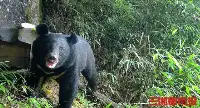 熊出沒！南山國家公園首次拍到黑熊覓食蜂蜜視頻