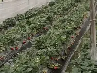 人在隔離草莓來不及賣……永康果農求助不到兩小時，事情有了溫暖轉機