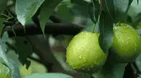 肇東融媒｜秋天吃梨竟有這些好處！