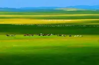 中國四大草原，一個比一個遼闊，一個比一個美麗，值得打卡