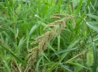 稗草：農田的惡性害草，像極了水稻，20年前當糧食吃，釀酒是極品