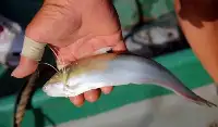 長江刀魚的“倔强”：價格飆升百倍，卻一條難求，如今絕地重生？