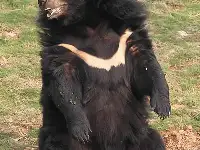 山西長治黑熊案：六歲男孩慘遭動物園黑熊撕咬，是失足掉落還是有人謀殺？