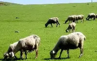 “人在蒙古，剛下航母！”送給咱們3萬只羊的蒙古國，為何老被調侃