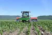勤得利分公司開展玉米二遍中耕追肥促苗生長