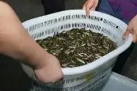 抓獲65人！渝黔警方聯合破獲一特大非法捕撈水產品案