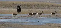 阿爾金山保護區最新科考數據藏羚羊20年新增1.5萬餘只
