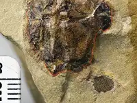 重慶發現4.23億年前袖珍邊城魚