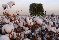 “反向推廣”？新疆棉供不應求，帶動國貨熱潮，西方：失策了