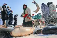 新疆博斯騰湖：人歡魚躍冬捕忙