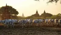 暴利的緬甸牛11元/斤，販到雲南高達19元/斤！