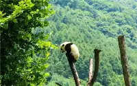 大熊猫國家公園成立，四川和陝西的PK仍將繼續……