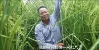 收穫了！兩米高巨型水稻開鐮收割，但畝產卻不高，還有開發價值嗎
