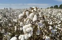 新疆棉事件後續，H＆M銷售額大跌28%，耐克卻上漲17%？