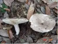 劇毒！雲南疾控提醒：見到這種蘑菇千萬別采食！