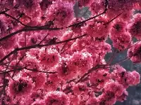 廣東冬季新晋網紅花，200畝“花海”如夢似幻，打卡美哭了