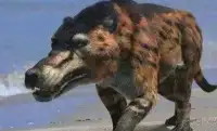滅絕50萬年的“驢頭狼”，如今又在神農架現身，它在警示什麼？