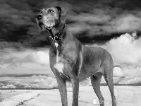 海南大丹犬的離奇失蹤，從清末老照片找到了線索，原是一種滅絕的猛獸