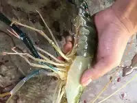 江蘇釣魚人釣起罕見“巨型河蝦”，稱：一手都抓不住了