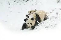 大熊猫國家公園設立一年走進“滾滾”的家