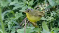 福建武夷山首次發現神秘鳥類，生物專家們也感到驚訝，到底是啥？