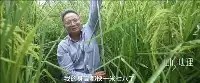 激動人心！2米高巨型稻成功！袁隆平夢想成真