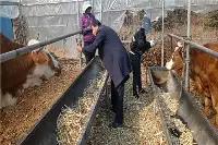 樺甸市肉牛保險助推肉牛產業高品質發展