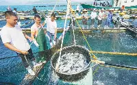 今年海南首批章雄魚苗出口日本