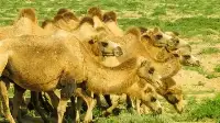 駱駝的危機：25萬峰駱駝“失利”，牧民一度棄養，背後有何隱情？