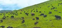 草與畜的“綠色迴圈”——同德畜牧業高品質發展觀察