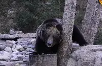 青海巴塘出現一隻棕熊，下山走進寺廟吃剩飯剩菜，深夜被藏獒趕走