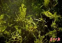 漢口西湖長出5萬平方米“水下森林”，將投放掠食性魚類優化食物網結構