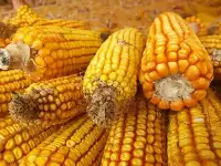突發，某糧要求三方資金全部砍倉，玉米將陷入困境，有糧人要瘋？