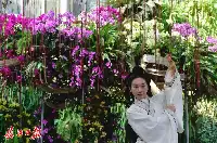 “最好聞的蘭花”首次亮相，武漢植物園蘭花展驚豔啟幕