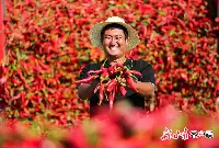 4萬畝辣椒豐收了