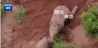 雲南北移象群裏的小象打架，使出“跪地神功”！網友線上“勸架”