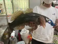 江蘇一男子釣上“巨型”筍殼魚，發網上炫耀，網友：長得醜判得久