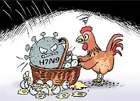 人人重視預防人感染高致病性禽流感