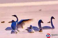 畫面太美了！青海這個村的黃河水面迎來數百只大天鹅越冬