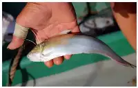 長江刀魚的“倔强”：價格飆升百倍，卻一條難求，如今絕地重生？