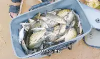 河南小夥到安徽釣魚謀生，40斤鯽魚賣了160，釣魚人：這次賺大了