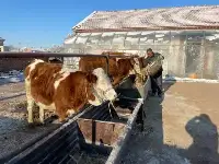 長嶺縣三青山鎮：發展“牛經濟”，過上“牛日子”
