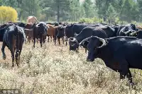 西沙東島驚現野牛群，發現時已繁衍300多年，野牛到底從何而來？