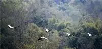 二郎山發現一隻黑頸鶴，掉隊後每天跟著農民勞動，在地裏找黃鱔吃