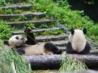 西媒驚歎：全球許多物種瀕臨滅絕，但大熊猫數量卻奇迹增長