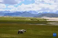 綠染高原！西藏草原綜合植被蓋度達到47.14%