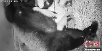 小熊猫四胞胎在成都大熊猫繁育研究基地誕生“母子”均安