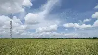 海南：單季畝產突破1100公斤！重繪我國雜交水稻畝產新高